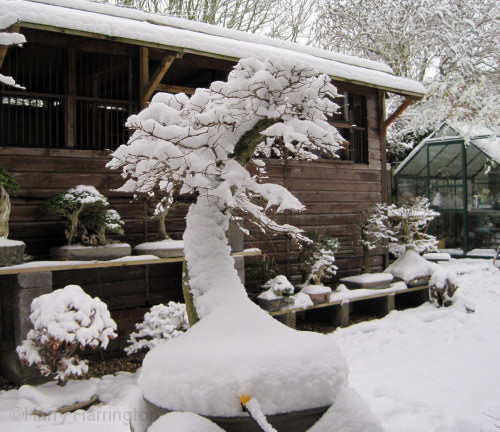 elm bonsai snow